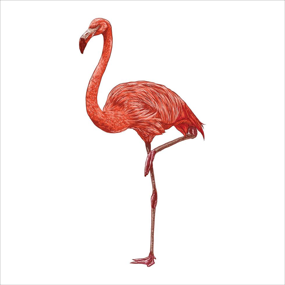 flamingo rosa em um fundo branco. vetor