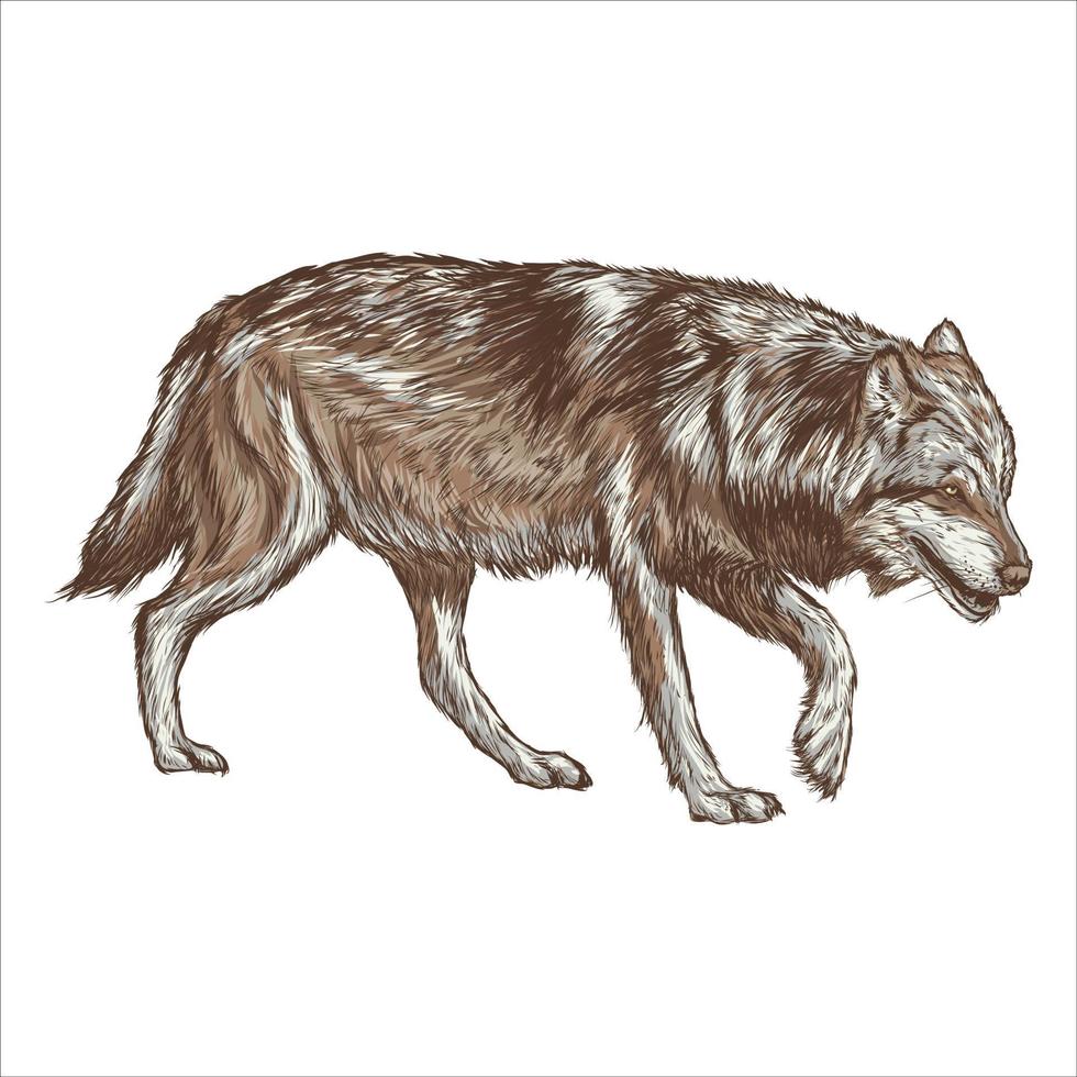 mão de lobo desenhar estilo vintage gravura clip-art preto e branco isolado no fundo branco vetor