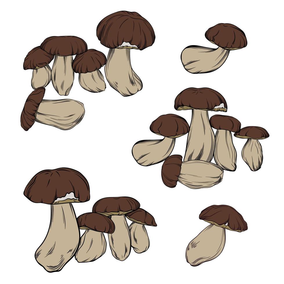 conjunto vetorial de cogumelos porcini desenhados em contorno preto com preenchimento de cor. cogumelos únicos, composições com cogumelos boletus são desenhadas em close-up. ilustração vetorial botânica vetor