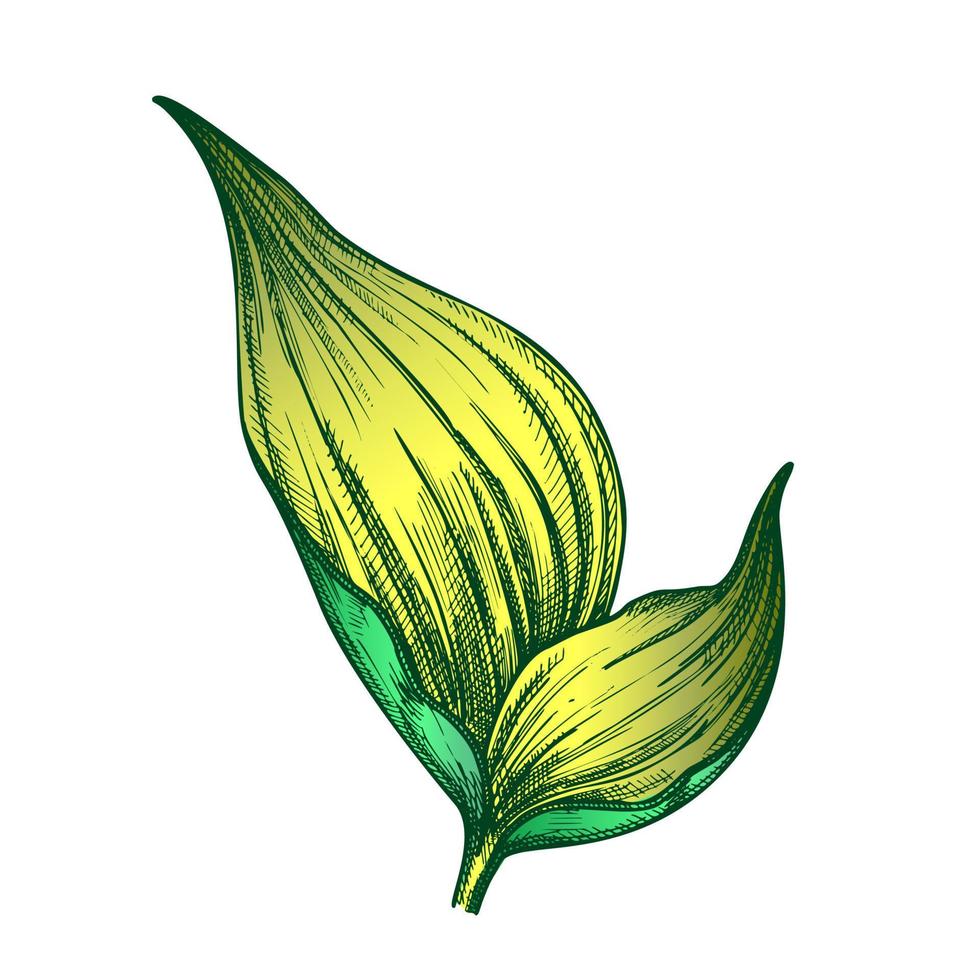 rhapis robusta tropical folha cor vetor desenhado à mão