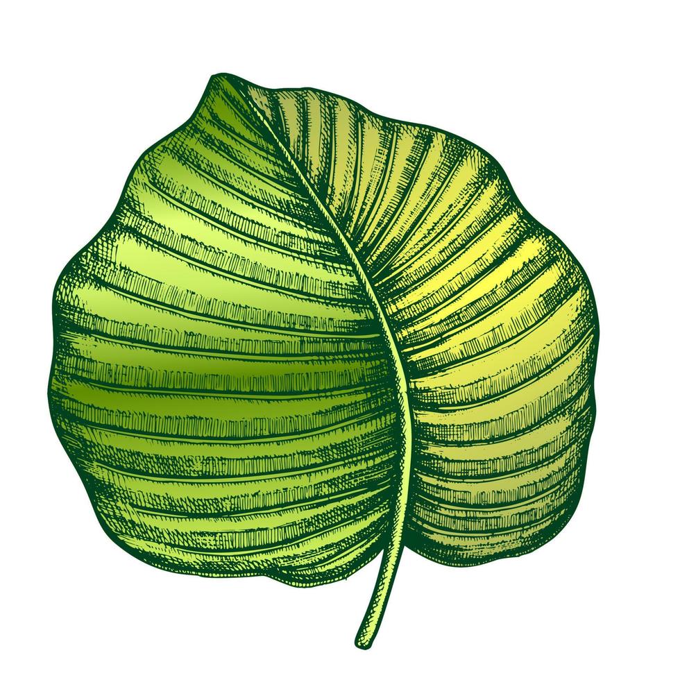 antúrio regale tropical cor de folha vetor desenhado à mão