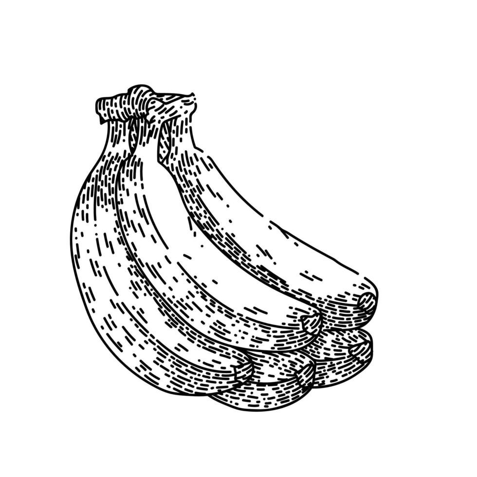 desenho de cacho de banana vetor desenhado à mão