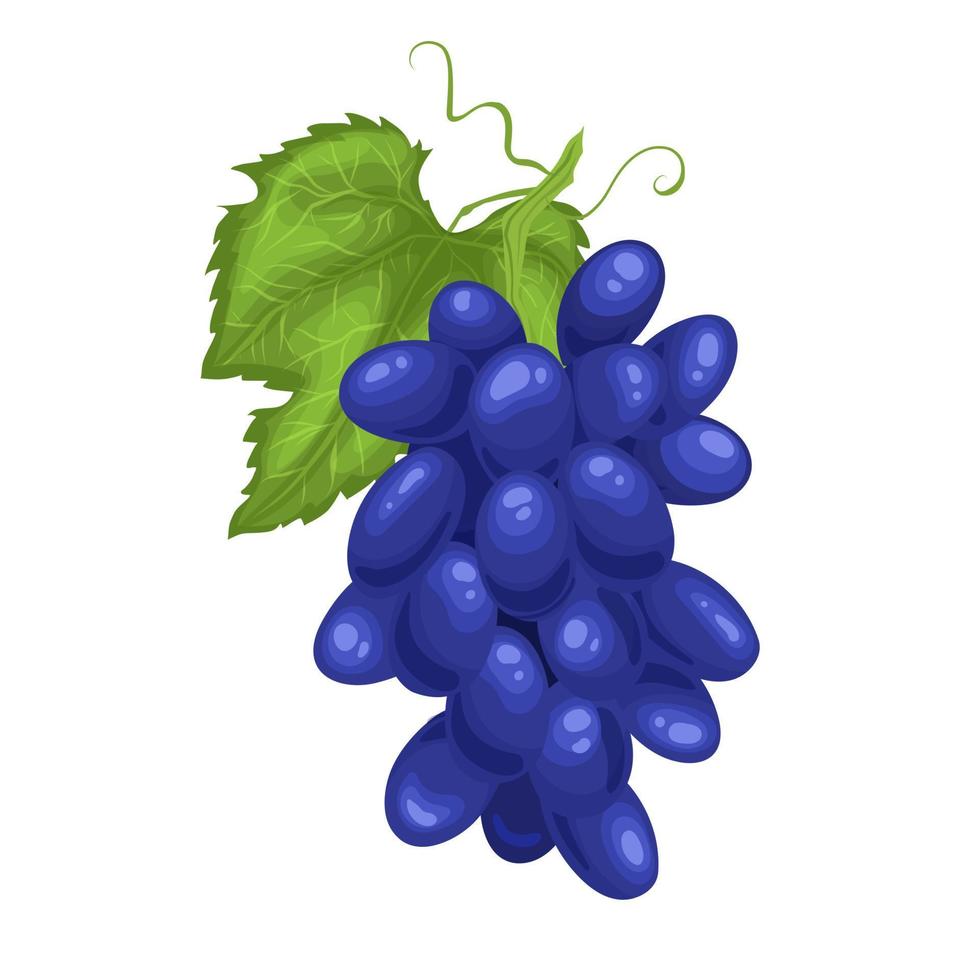 ilustração vetorial de desenho animado azul uva vetor