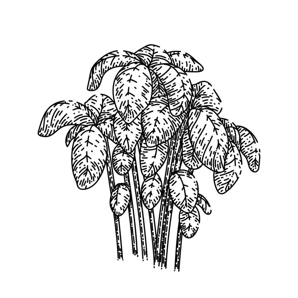 esboço de planta de pesto de manjericão vetor desenhado à mão