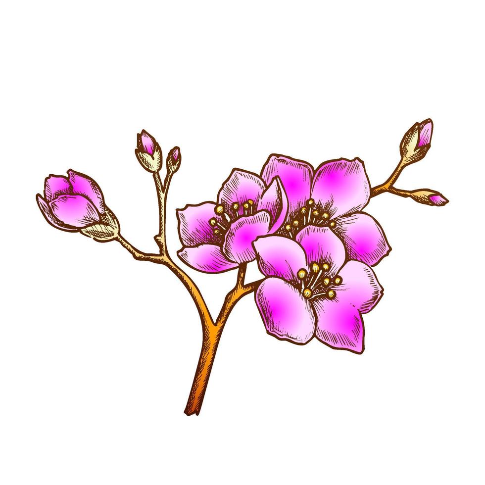 vetor de cor da árvore da flor da china nacional de sakura