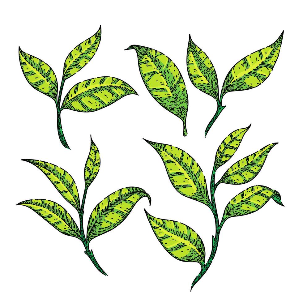 conjunto de folhas verdes de chá esboço desenhado à mão vetor