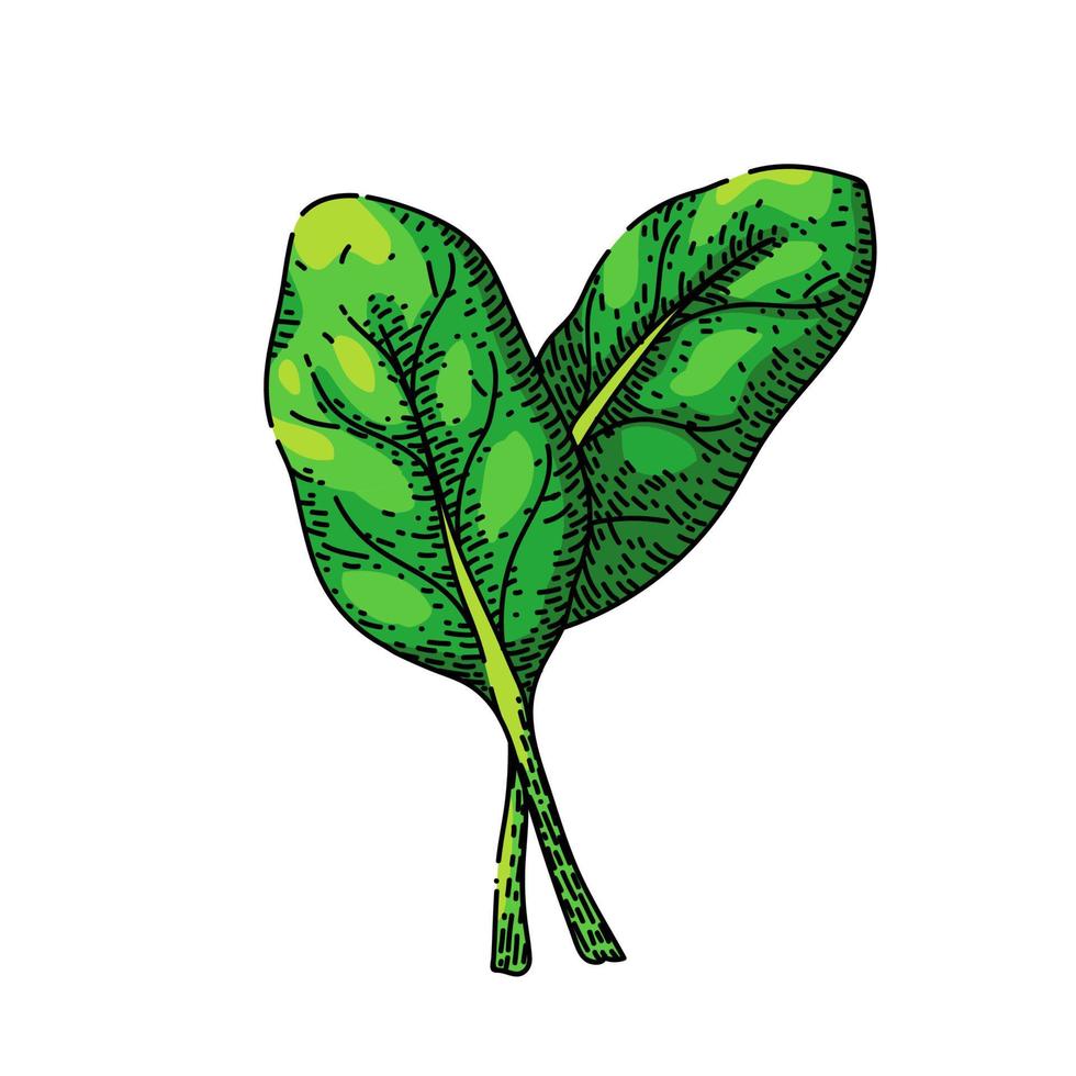 folha de espinafre esboço verde vetor desenhado à mão