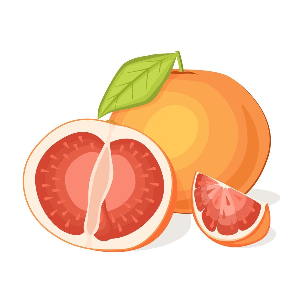 suculenta toranja fresca isolada no fundo branco. ilustração de frutas tropicais.vector vetor