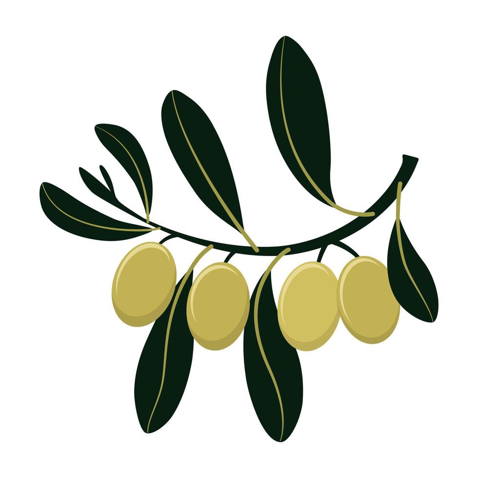 ramo de oliveira com azeitonas verdes isoladas no fundo branco. estilo plano. ilustração vetorial vetor