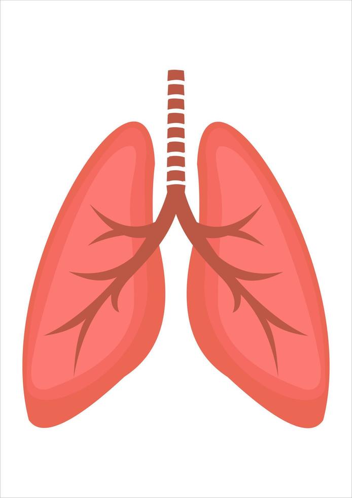 ilustração em vetor de pulmões. partes do corpo humano. respirador