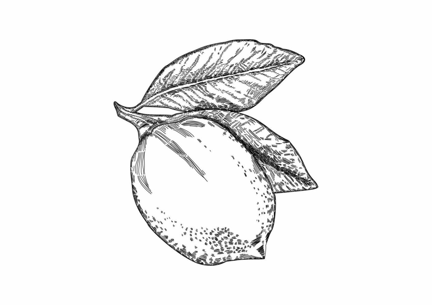 vetor de limão fresco desenhado à mão. ilustração de esboço.
