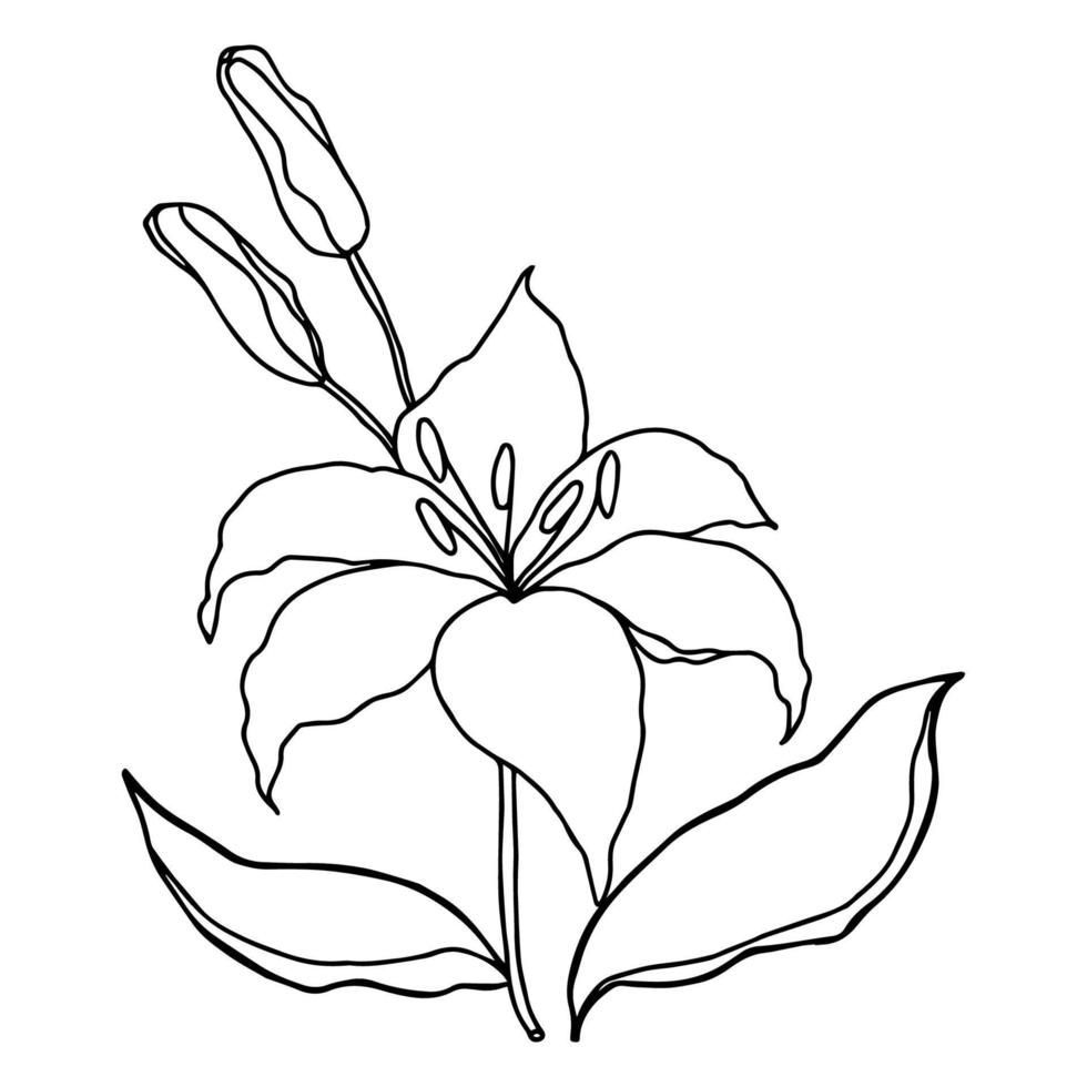 lilly flor desenhada à mão vetor