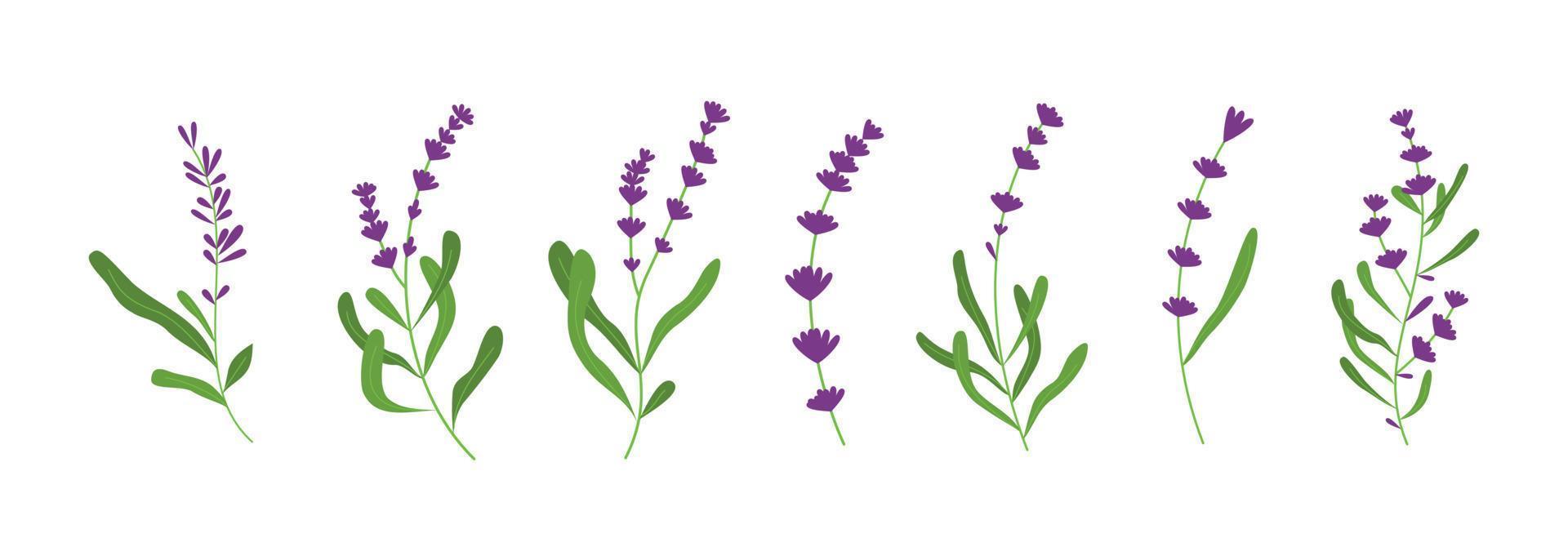 conjunto de ilustração de flor de lavanda vetor