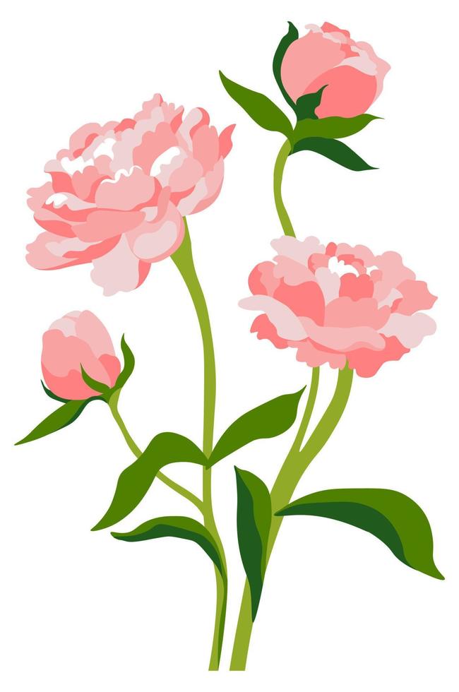 pion ou rosa em flor, flor de peônia florescendo vetor