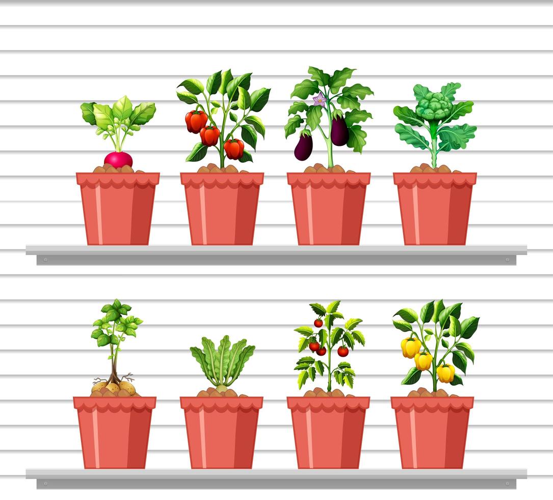 conjunto de diferentes vegetais em diferentes potes na prateleira de parede branca vetor