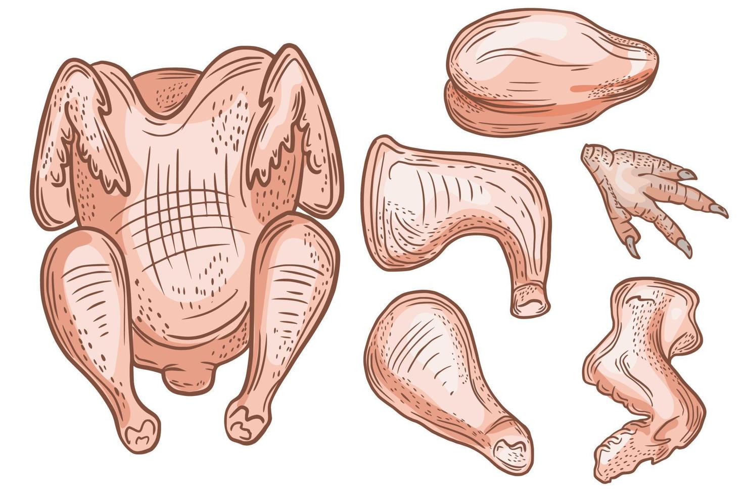 desenho vetorial, esboço de produtos avícolas. partes de frango, perna. negócios avícolas. esboço de cor. carne de aves crua vetor