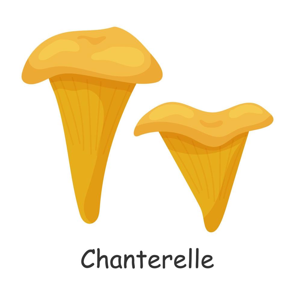 chanterelle. cogumelo. isolado no fundo branco. floresta. para seu projeto. vetor