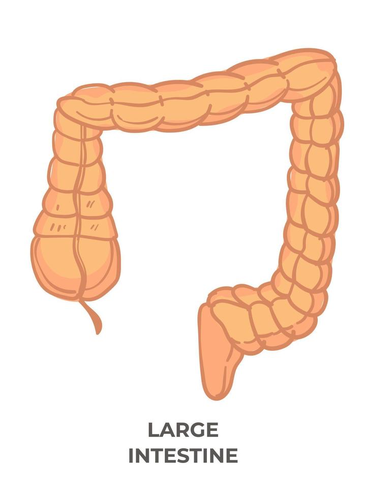 intestino grosso, sistema digestivo do corpo humano vetor