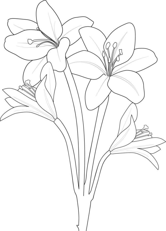 flores de flor de lírio e ilustração vetorial de ramo. ilustração vetorial de desenho à mão para o livro de colorir ou página de arte de tinta gravada em preto e branco, para crianças ou adultos. vetor