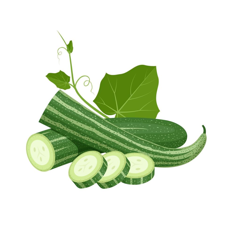 ilustração vetorial, cabaça de cobra ou trichosanthes cucumerina, com fatias e folhas verdes, isoladas no fundo branco. vetor