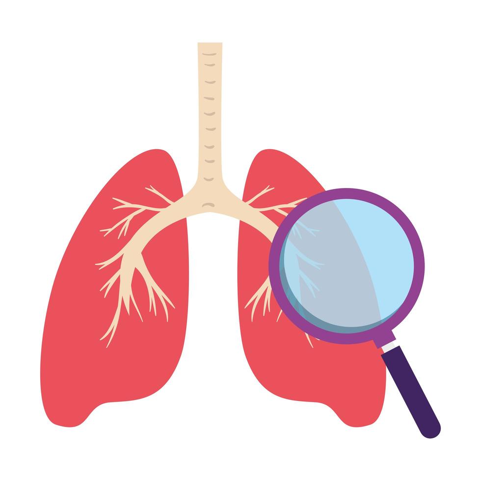 órgão de pulmão com ícone isolado de lupa vetor