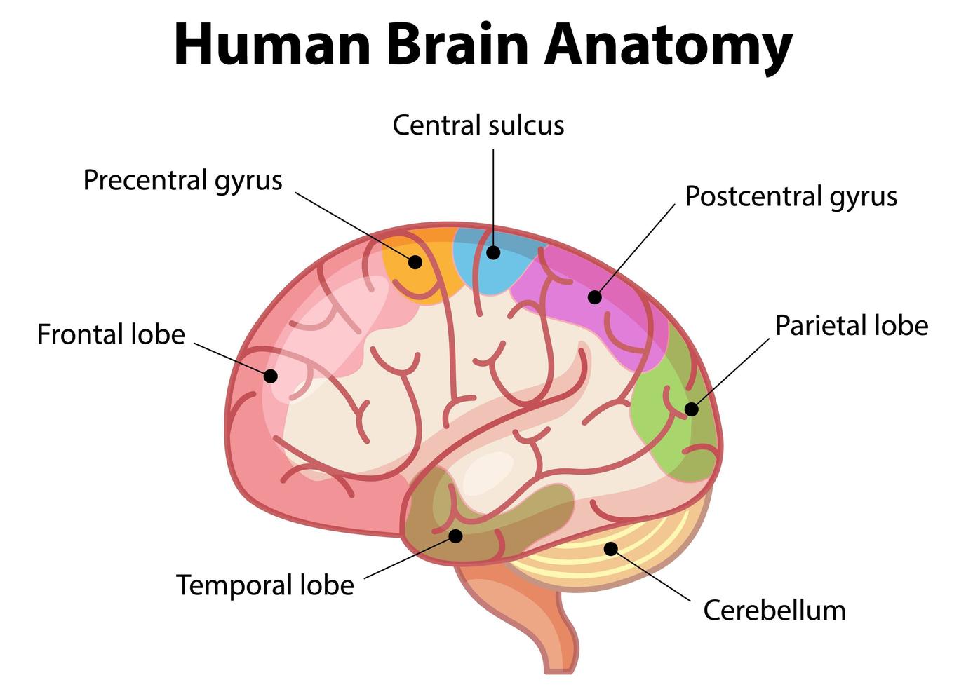 pôster de informações do diagrama do cérebro humano vetor