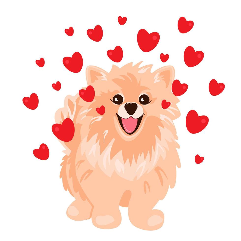 cão com corações vermelhos. lindo spitz da Pomerânia. ilustração vetorial vetor