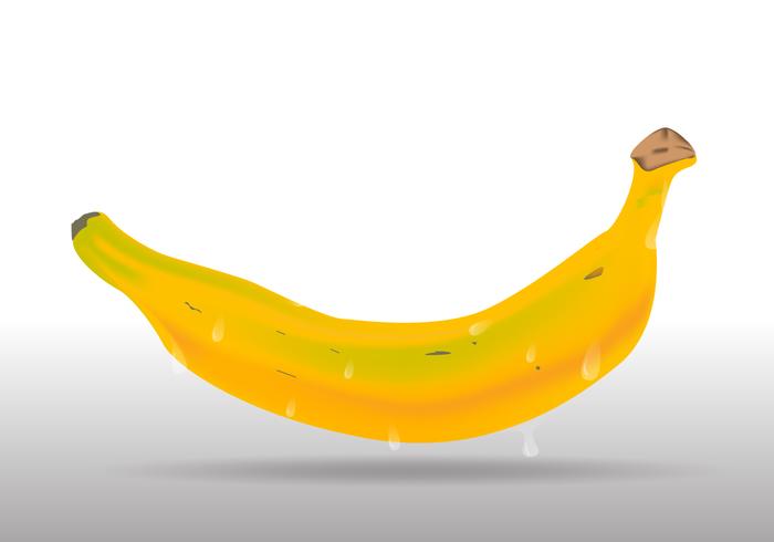 Banana-da-terra amarela realista vetor