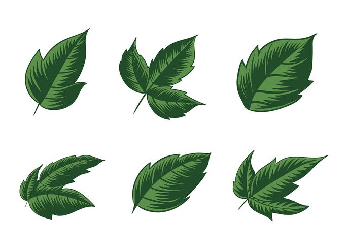 vector de planta de hera venenosa livre