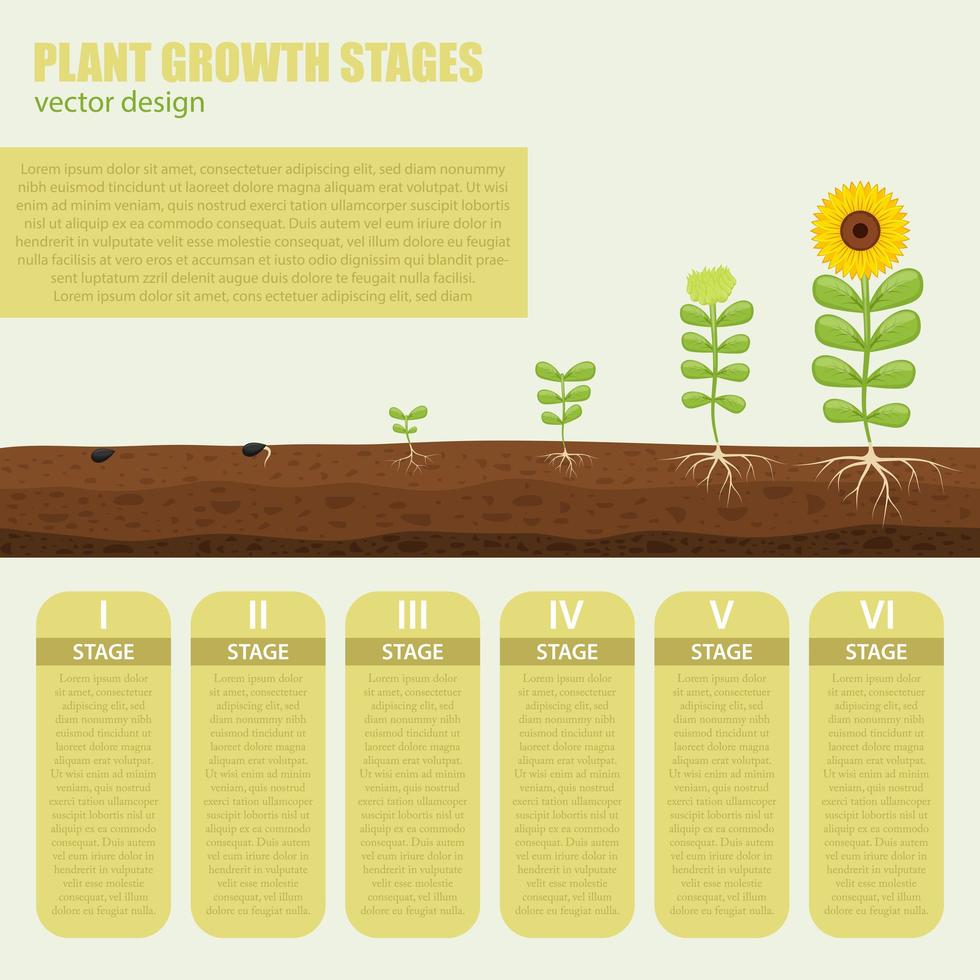 infografia dos estágios de crescimento da planta vetor