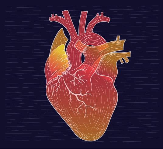 ilustração desenhada mão do coração do coração vetor
