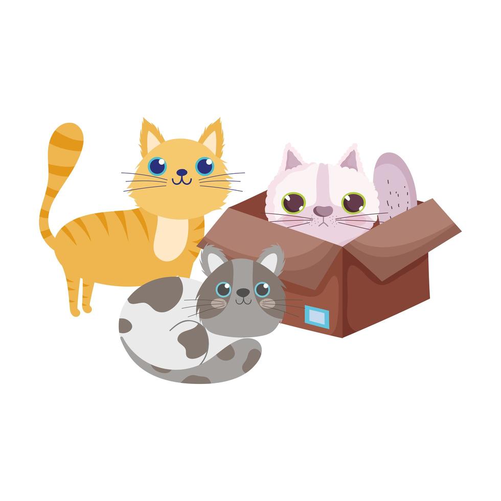 pet shop, gato em caixa de papelão e gatinhos animais desenho doméstico vetor