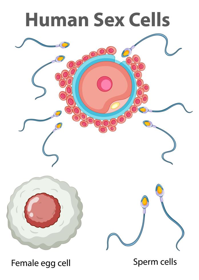 diagrama mostrando células sexuais humanas em fundo branco vetor