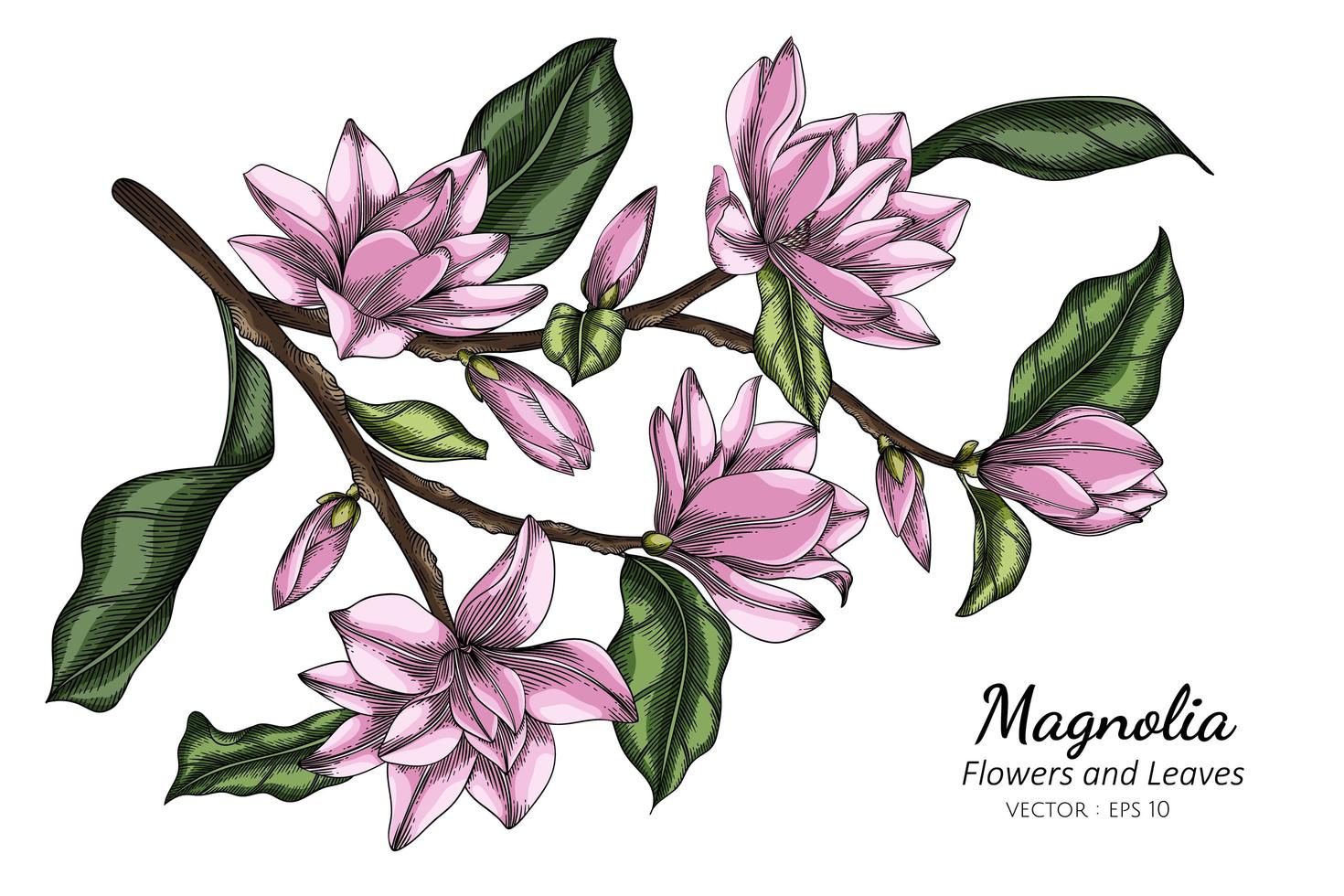 mão desenhada flores de magnólia rosa e linha arte de folhas vetor