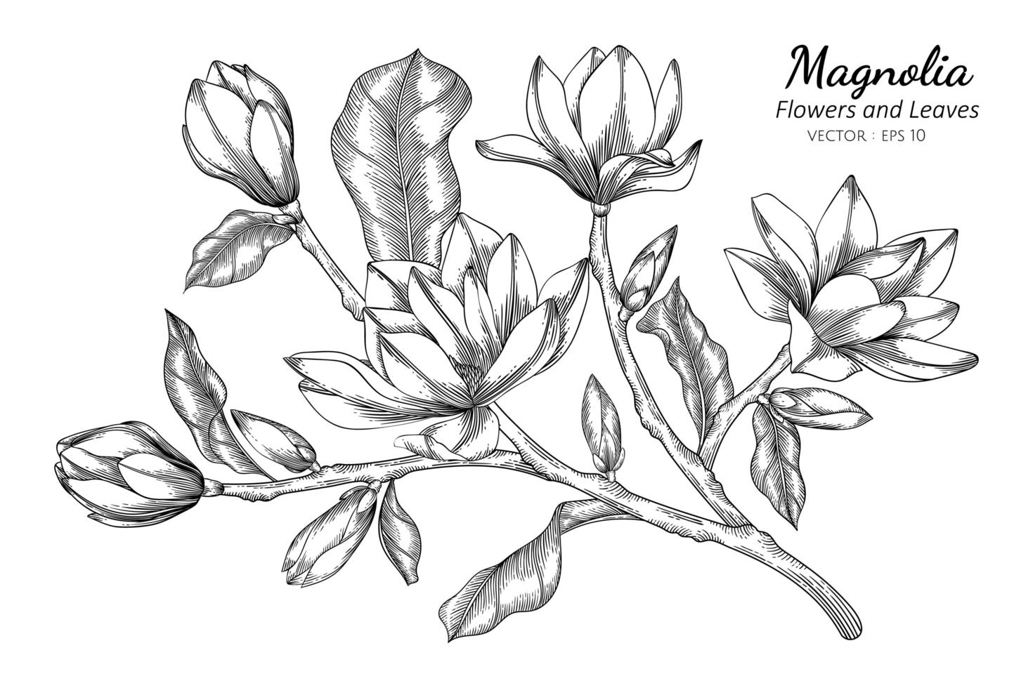 flor de magnólia desenhada à mão e folhas vetor