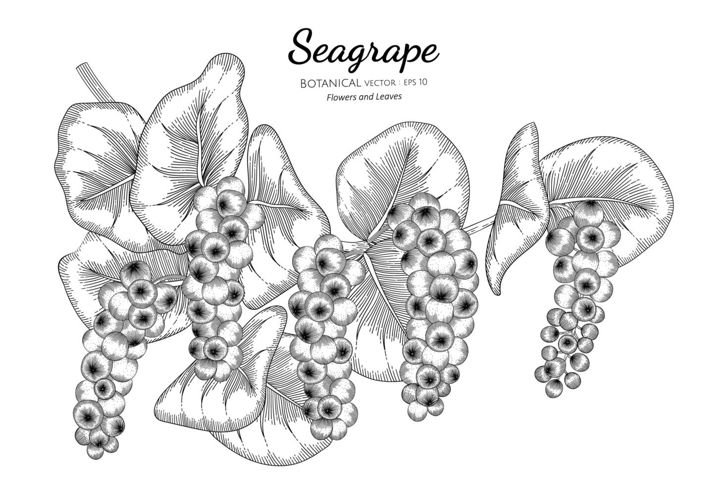 arte de linha de ramos de seagrape desenhada à mão vetor