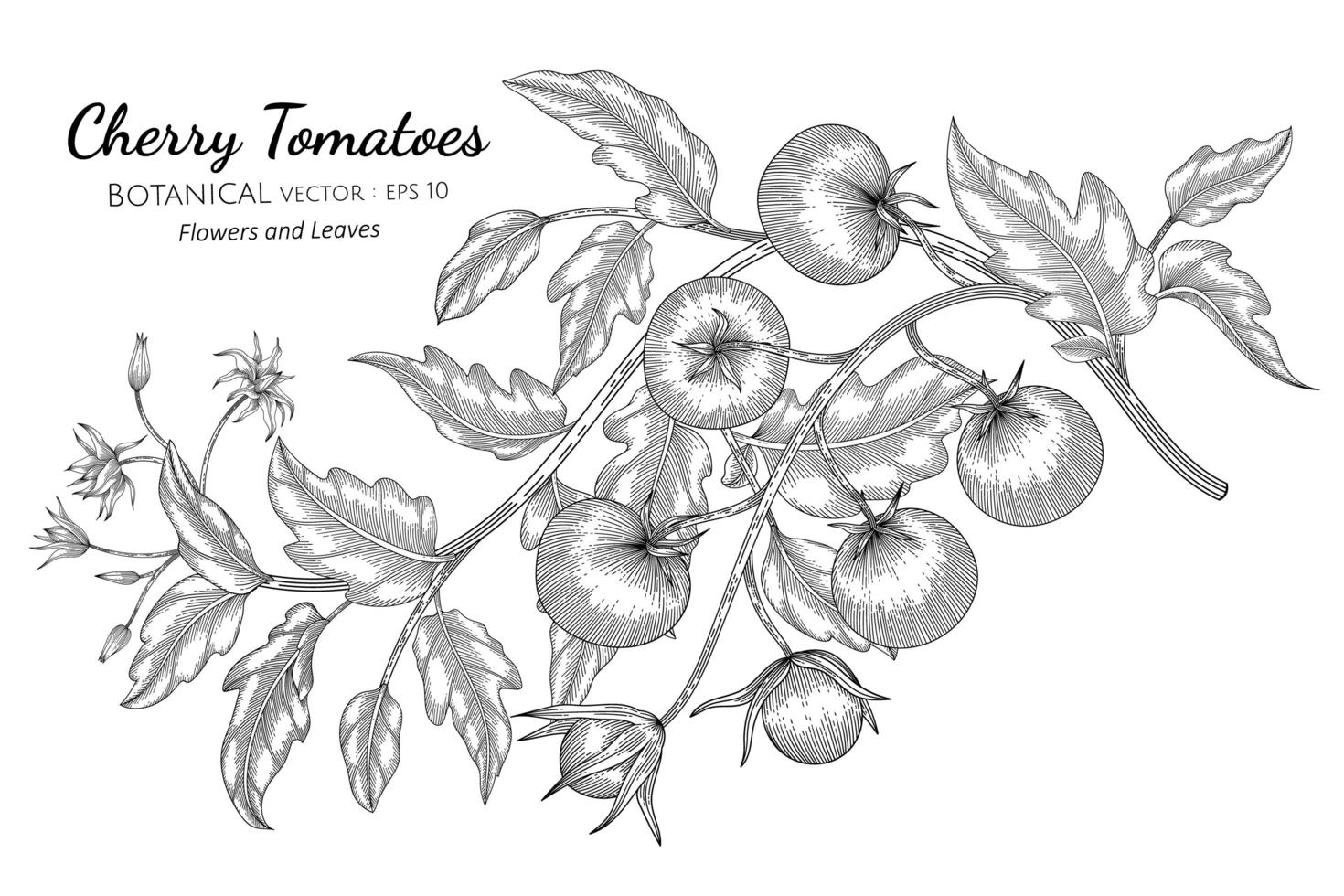 desenho de linha de ramos de tomate cereja desenhado à mão vetor