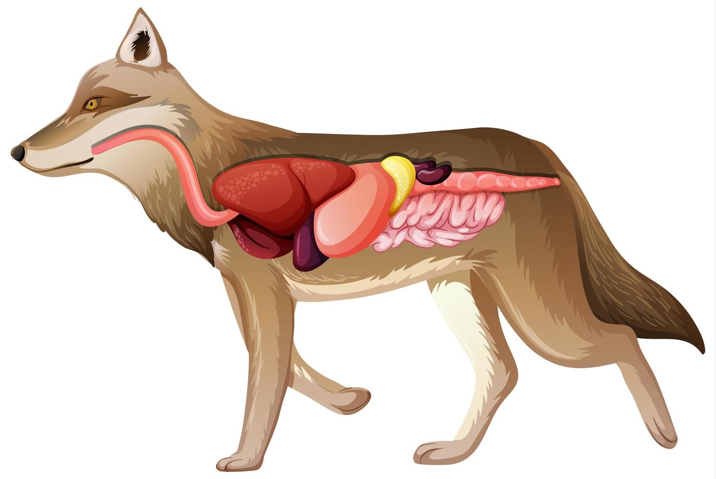anatomia interna de um lobo isolado no fundo branco vetor