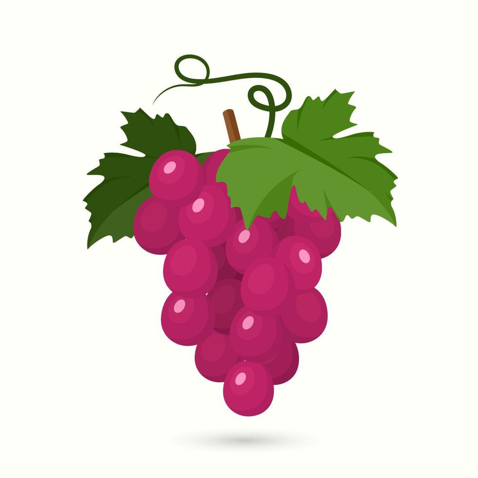 ilustração plana de uva frutas frescas para uso digital ou impressão vetor