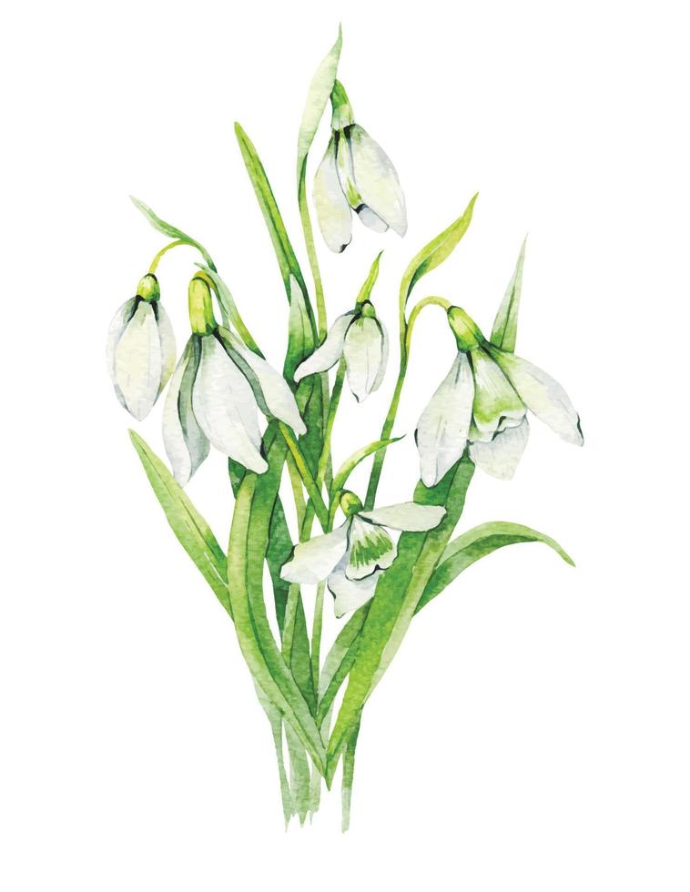 ilustração em aquarela de gotas de neve. flores de primavera em aquarela. ilustração botânica pintada à mão vetor