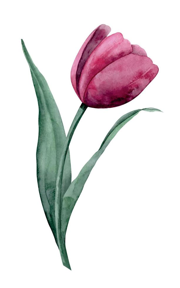 tulipa rosa aquarela sobre fundo isolado. ilustração floral desenhada à mão para cartões ou convites. desenho botânico de flor desabrochando com folhas verdes. planta em cores vivas magenta vetor