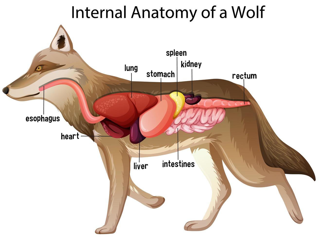 anatomia interna de um lobo vetor