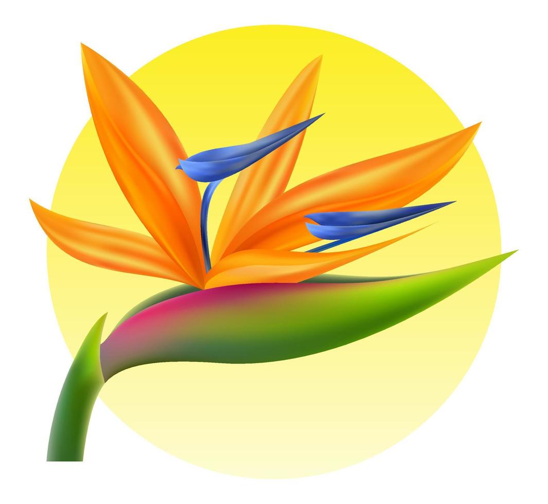 ave do paraíso flor planta tropical ilustração vetorial isolada no fundo branco vetor