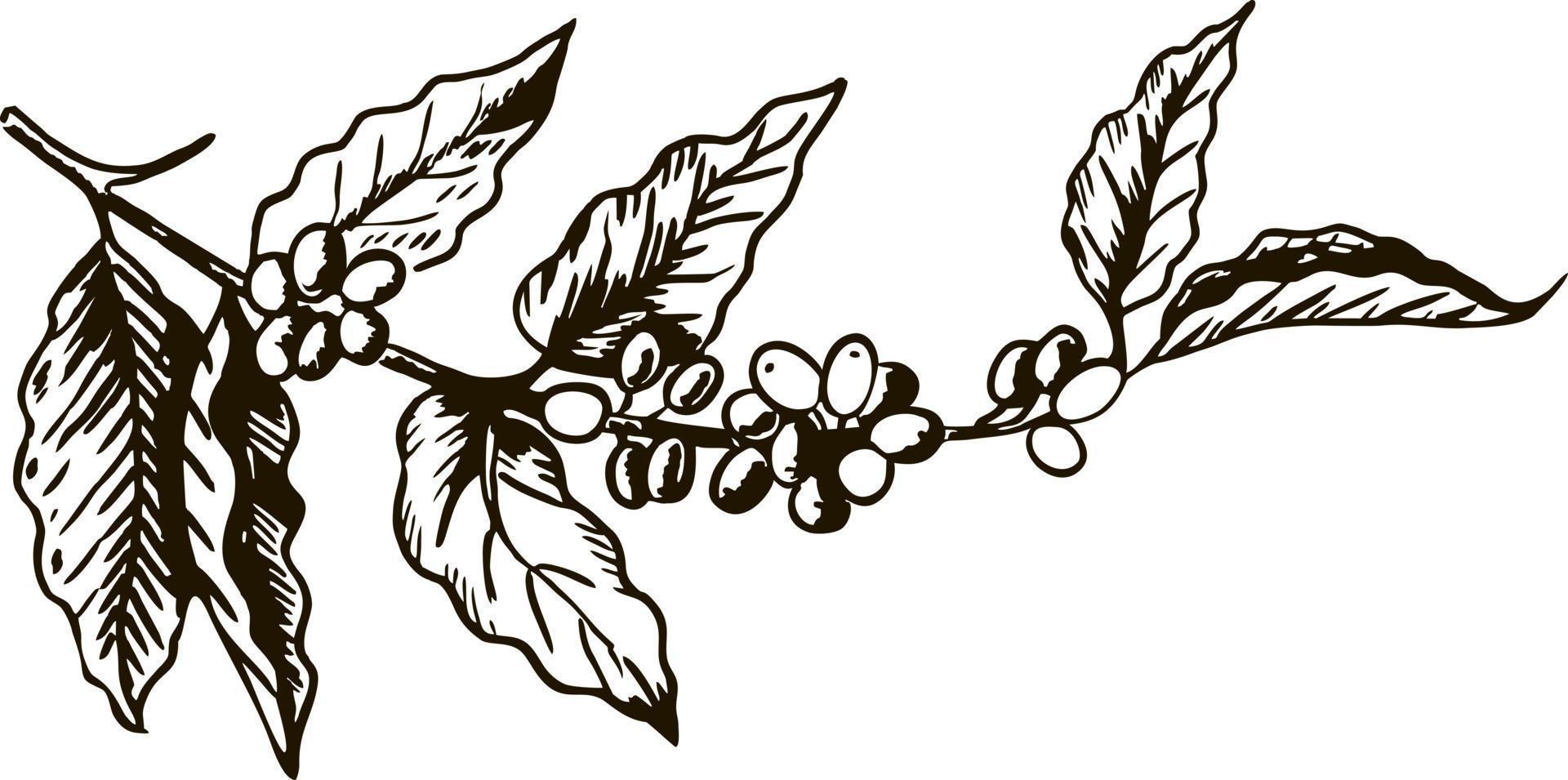 ramo de café com folha, baga, grão de café, fruta, semente. cafeína orgânica natural. ilustração vetorial desenhada à mão vetor
