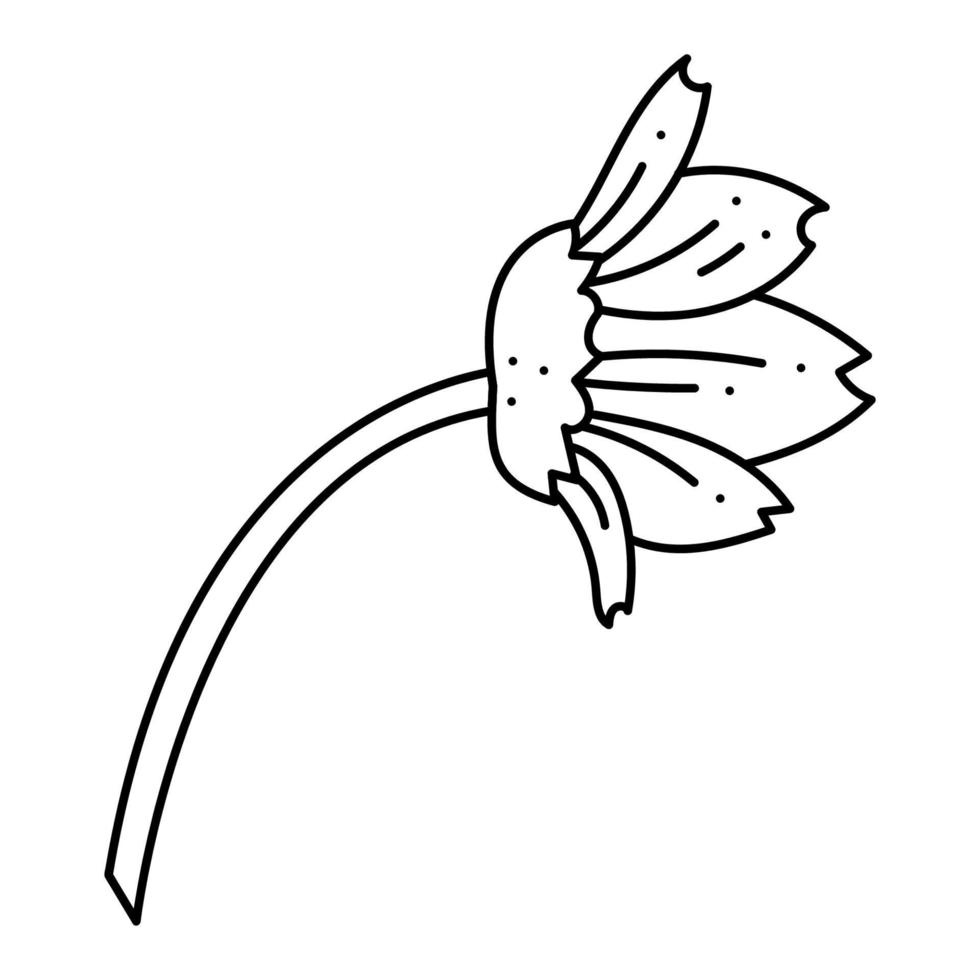 rabisco de flor de carvalho anêmona. mão desenhada contorno ilustração vetorial. vetor