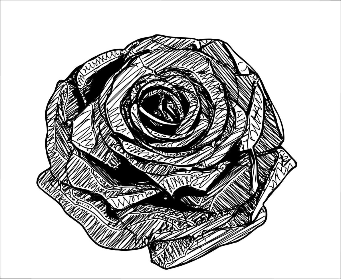 preto e branco de flor rosa vetor