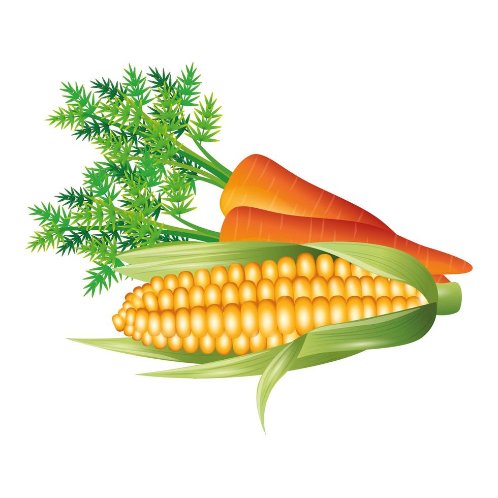 cenoura e milho vegetal desenho vetorial vetor