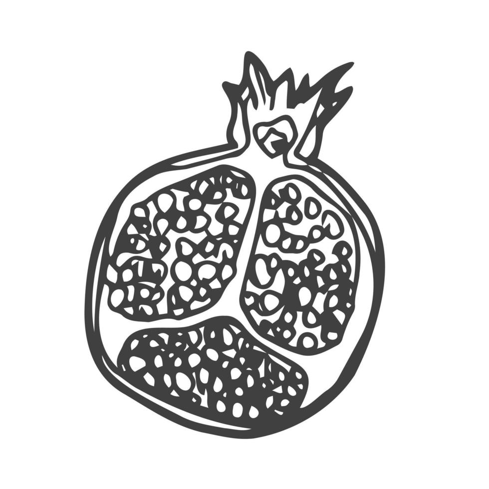 desenho vetorial de fruta romã tropical. contornos redondos de granada madura isolados em um fundo branco, ilustração de estoque sobre um tema de horticultura. granada, desenho vetorial em um fundo branco vetor