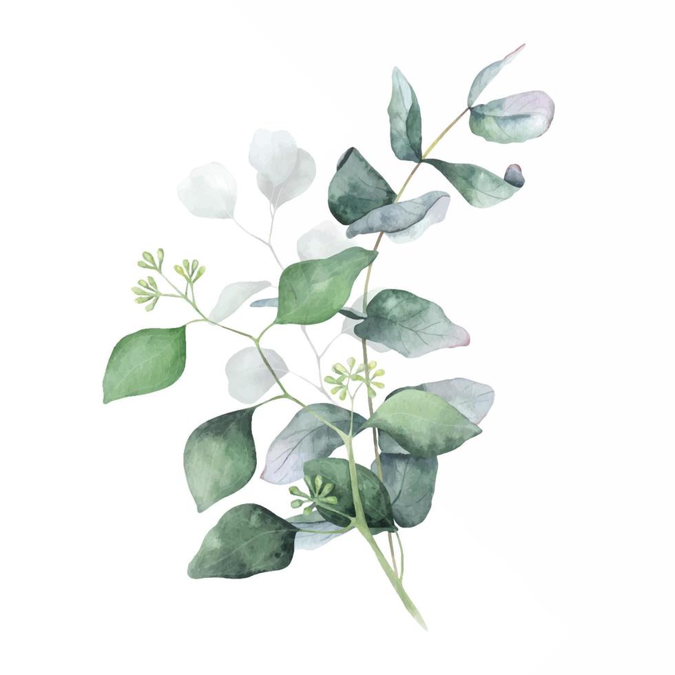 folhas verdes e ramos buquês de eucalipto. ilustração floral em aquarela. composições para saudações de convites de casamento, papéis de parede, cartões postais vetor