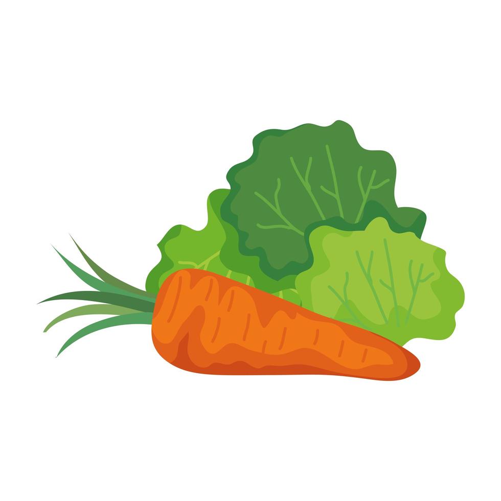desenho vetorial de vegetais cenoura e alface vetor